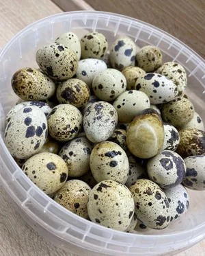 Куриное яйцо