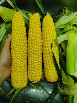 Кукуруза (сорт Бандюэль)