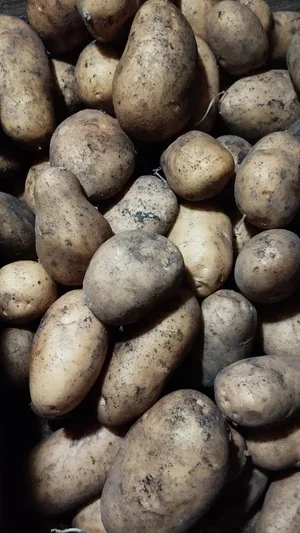 Картофель "Гала"