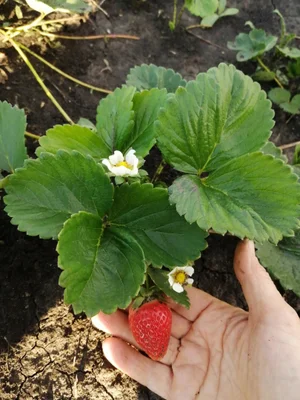 Измельчённая клубника с Алтайским медом