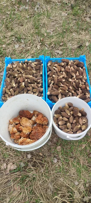 Сморчок конический