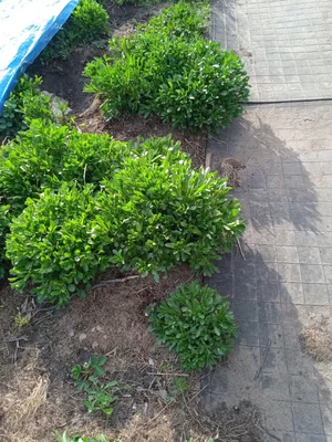Ромашки