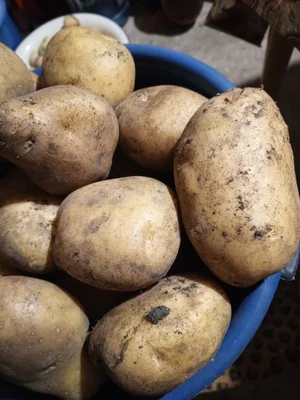 Картофель