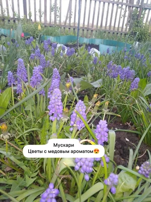 Лук