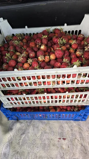 Клубника
