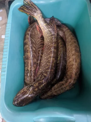 Фарш из Донской Щучки