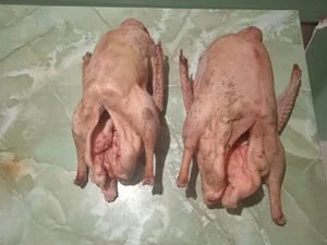 Домашние гуси