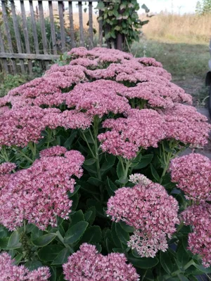 Лук