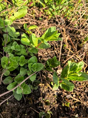 Щавель ранний