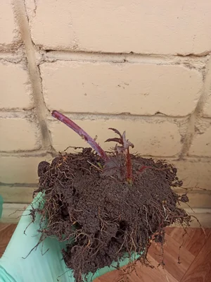 Чёрная малина Кумберленд