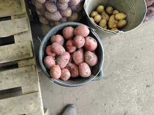 Картофель сетками