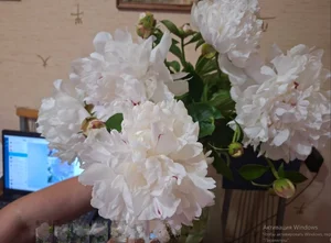 Пионы белые