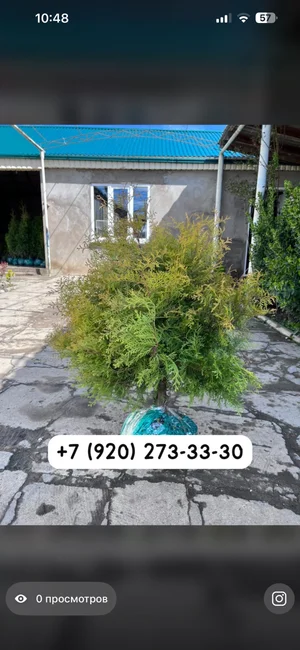 Туи разных видов