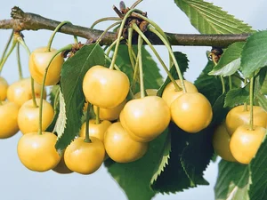 Саженцы черешни