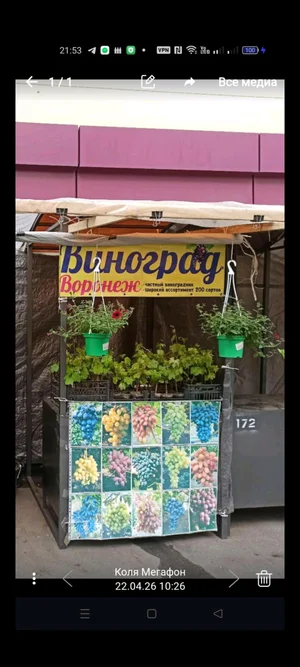 Саженцы винограда