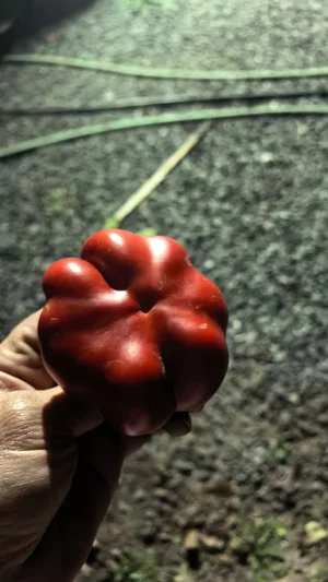 Яйца домашние