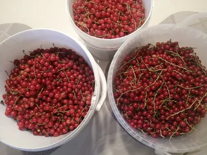 Красная смородина