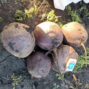 Яйцо домашних кур