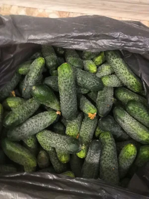 Огурцы
