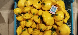 Патиссоны