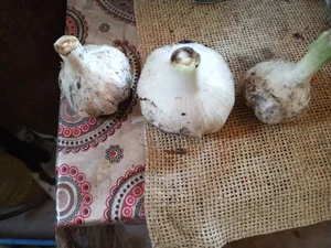 Кабачки
