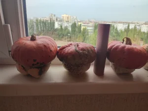 Тыквы декоративные