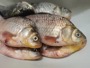 Донской карась
