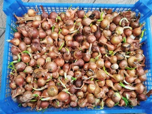 Грецкий орех