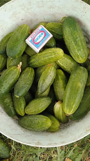 Картошку