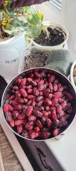 Липа цветки