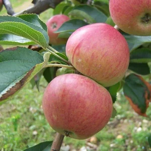 Саженцы черешни