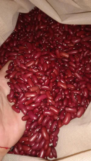 Фасоль