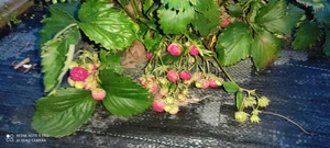 Домашняя ягода 🍓