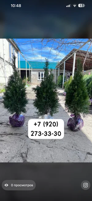 Туи разных видов