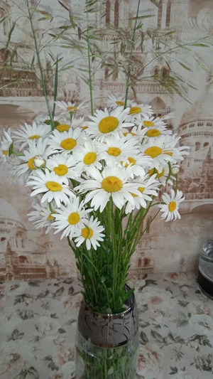 Ромашки
