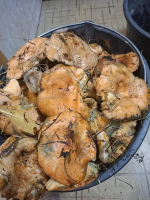 Рыжики