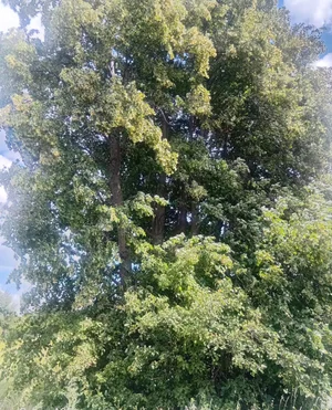 Цветки липы