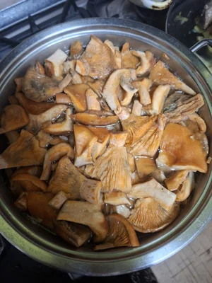 Рыжики