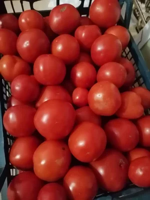Яйца