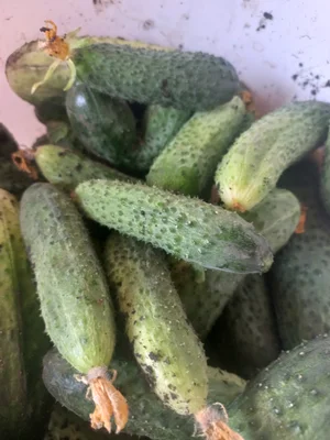 Вишни