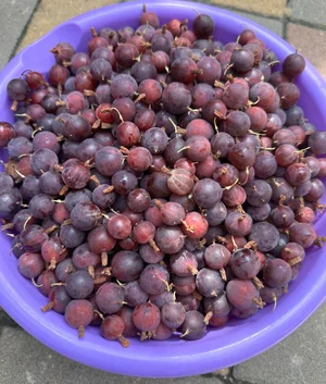 Крыжовник