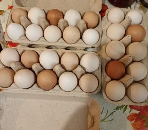 Яйцо домашних кур