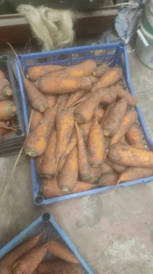 Морковь домашняя