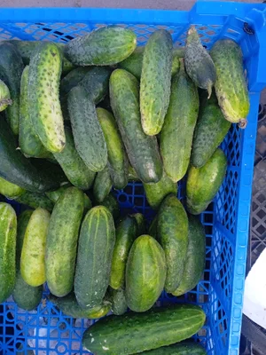 Огурчики