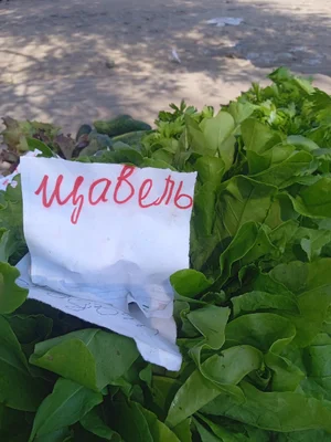 Фасоль спаржевая
