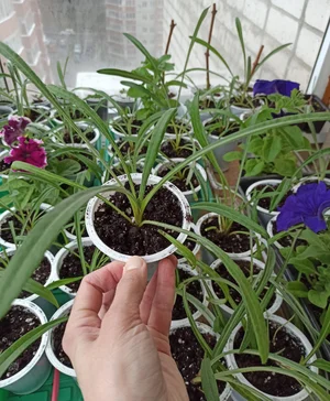 Чёрная малина Кумберленд