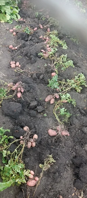 Домашний деревенский картофель