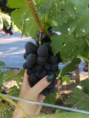 Виноград