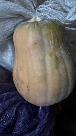 Фасоль
