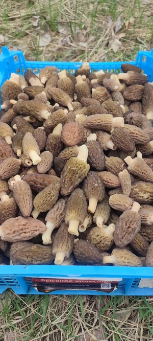 Сморчок конический